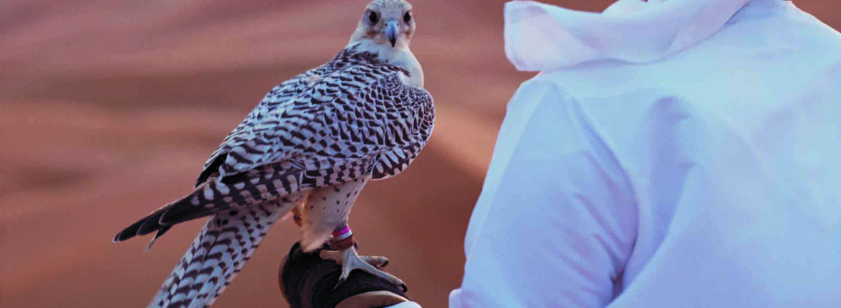 falcon tours saudi arabia